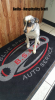 Blue Springs Auto Service
